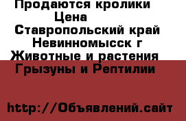 Продаются кролики  › Цена ­ 400 - Ставропольский край, Невинномысск г. Животные и растения » Грызуны и Рептилии   